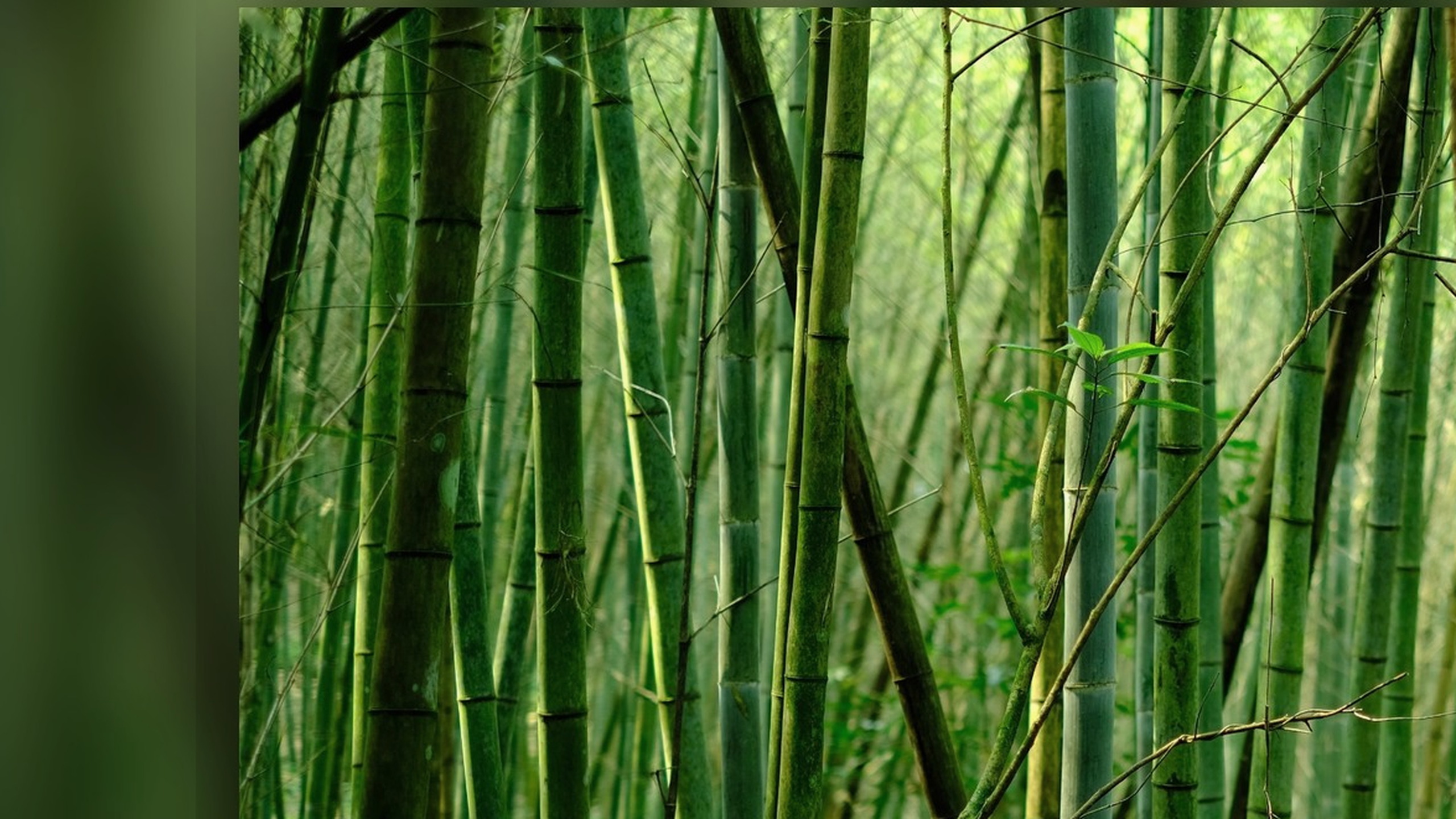 Dark bamboo forest rhythm background